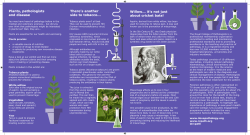 Plants, pathologists and disease There`s another side to tobacco