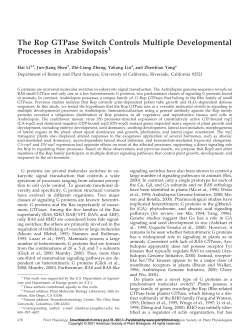 The Rop GTPase Switch Controls Multiple