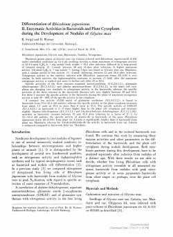 Differentiation of Rhizobium japonicum. II. Enzymatic Activities in