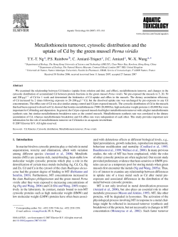 Metallothionein turnover, cytosolic distribution and the uptake of Cd