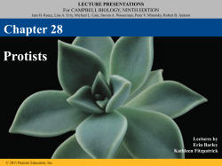 Green Algae Green algae