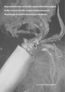 Hypoxia tolerance of jumbo squids (Dosidicus gigas)