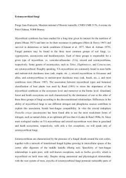 Conversion vers Microsoft PowerPoint