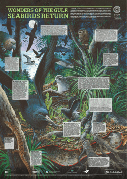 Seabirds Return - Auckland Council