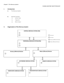 parasympathetic nervous system