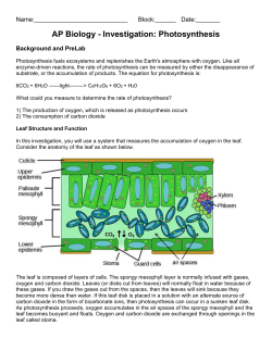2. Where in the cells of the leaf do you find air spaces?