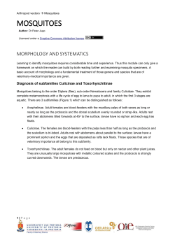 Identification of genera Culex and Aedes/Ochlerotatus