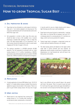 How to grow Tropical Sugar Beet