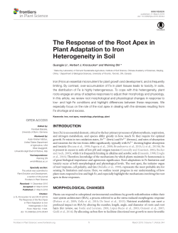 The Response of the Root Apex in Plant Adaptation to
