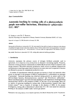 Ammonia leaching by resting cells of a purple non