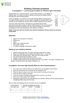 Bubbling Cabomba - Mr Lewis Biology