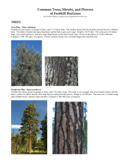 Common Trees, Shrubs, and Flowers