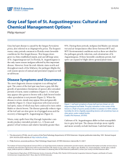 Gray Leaf Spot of St. Augustinegrass - UF`s EDIS