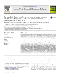 Photosynthetic electron-transfer reactions in the gametophyte of