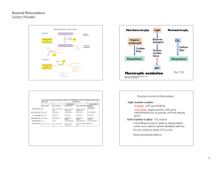 Bacterial Photosynthesis Lecture 9&lsaquo;header&rsaquo; 1