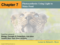 Chapter 7 Photosynthesis