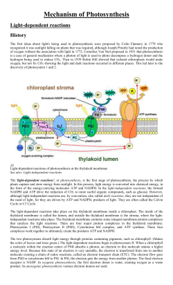 Photosynthetic electron transport chains in bacteria