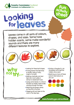 looking for leaves activity sheet (PDF 1MB)