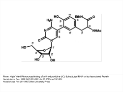 High Yield Photocrosslinking of a 5