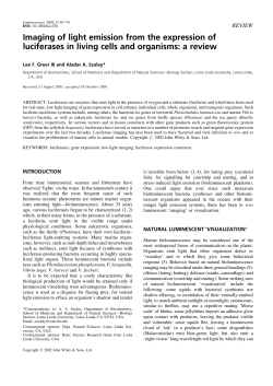 Imaging of light emission from the expression of luciferases in living