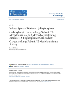 Isolated Spinach Ribulose-1,5-Bisphosphate