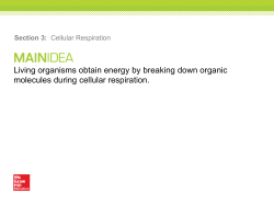 Overview of Cellular Respiration