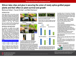 Silicon latex clips and glue in securing the union of newly splice
