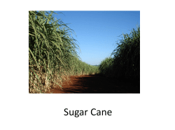 Photos - Plants for Products
