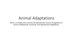 Animal Adaptations