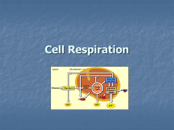 Cell respiration