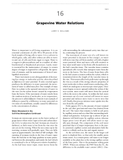 Grapevine Water Relations
