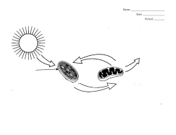 photosynthesis and cellular respiration student sheet