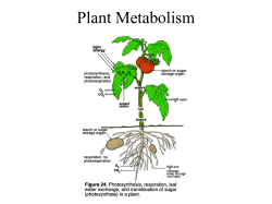 Plant metabolism - secondary metabolites