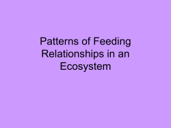 Patterns of Feeding Relationships in an Ecosystem
