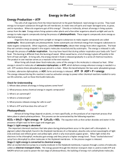 Energy In The Cell Worksheet