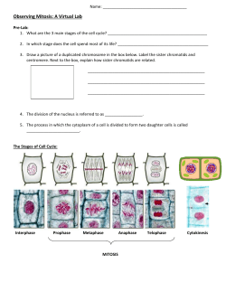 Lab: Modelling Mitosis - Mayfield City Schools