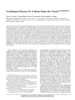 Arabidopsis Myosin XI