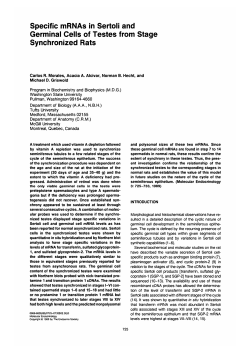 Specific mRNAs in Sertoli and Germinal Cells of Testes from Stage