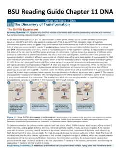 BSU Reading Guide Chapter 11 DNA