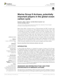 Marine Group II Archaea, potentially important players in