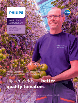 Higher yields of better quality tomatoes
