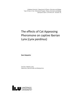 CAP, Iberian lynx, Pheromone therapy, Stereotypy