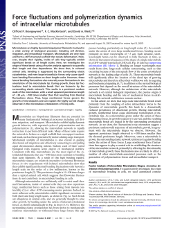 Microtubules - Princeton University