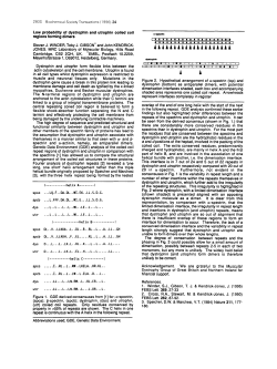 Low probability of dystrophin and utrophin coiled coil regions