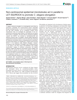 Non-centrosomal epidermal microtubules act in parallel to LET