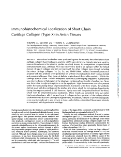 Immunohistochemical Localization of Short Chain Cartilage Collagen