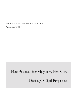 Best Practices for Migratory Bird Care During Oil Spill Response