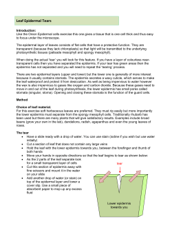6.d. Leaf Epidermal Tears