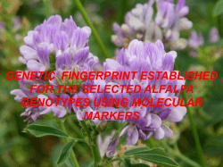 Petolescu Cerasela