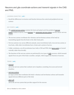Neurons and glia coordinate actions and transmit signals